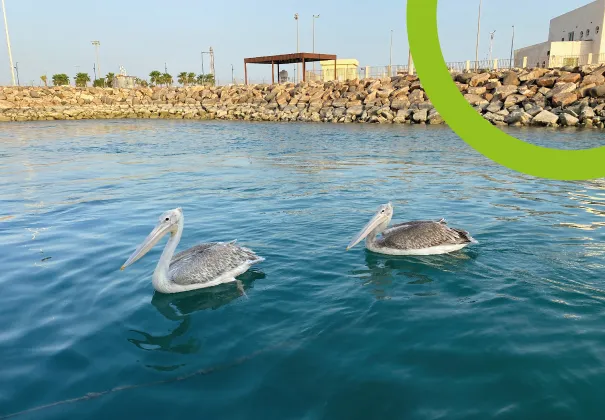 Avifauna en Puerto Níspero