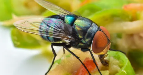 Gusano Barrenador en Costa Rica ¡Todo lo que debéis saber!